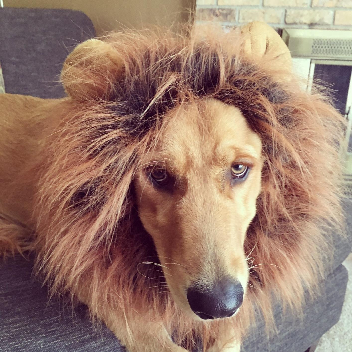 Buy Lion Mane Wig Dog Costume for Medium to Large Size Dogs - Halloween ...